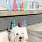 🐶Heißer Verkauf  🎁Chew & Squeeze Buddy Spielflasche Spielzeug